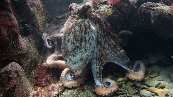 octopus-428745_960_720